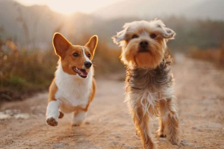 Routine ottimizzate per professionisti con animali: il segreto del benessere condiviso