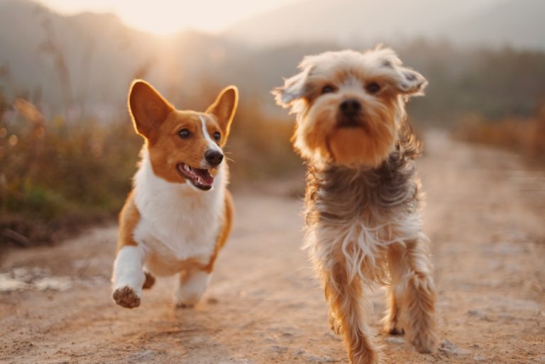 Sicurezza in Giardino: Rischi Silenziosi per il Tuo Cane