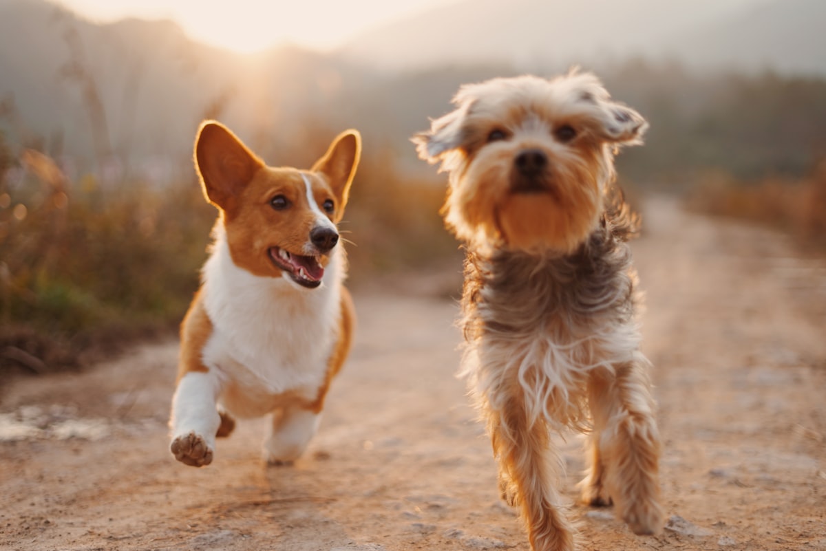Nuove tutele per cani e gatti: cosa deve sapere ogni proprietario responsabile
