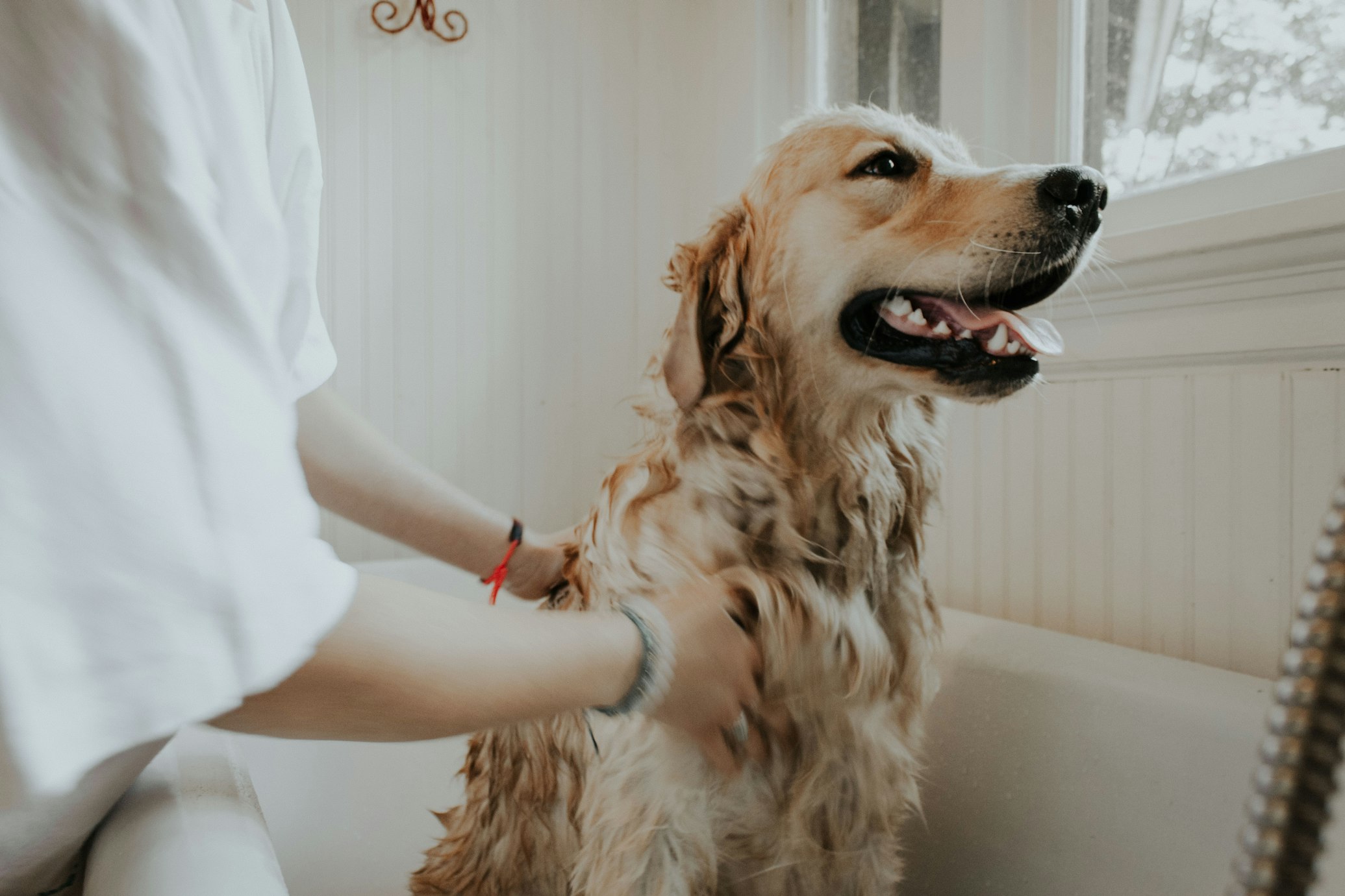 Il Futuro del Pet Wellness: Nuove Norme e Strategie per il Professionista Moderno